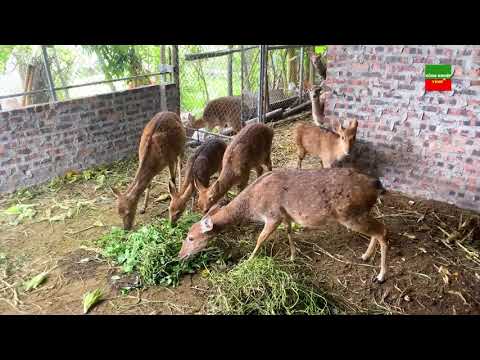 Video: Cây bụi kháng hươu cho Vùng 7 - Chọn cây bụi để xác định hươu