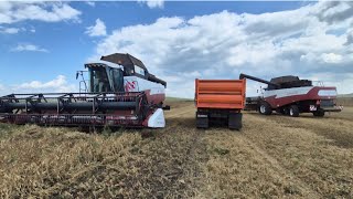 картинка: Уборка гороха 2025 в Башкирии. Уборочная 2025.