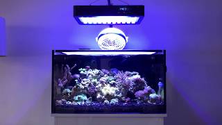 Innovative Marine Nuvo 20 Reef Tank 4 Month update!