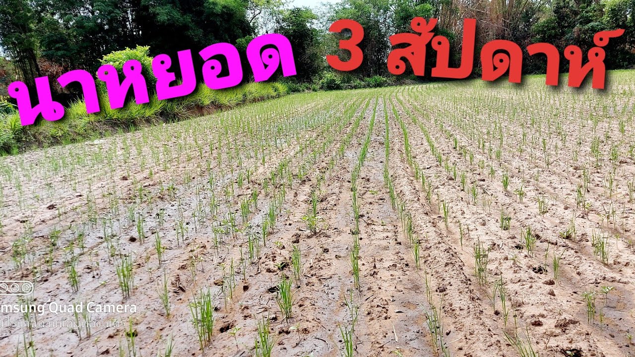 #ทำนาหยอด ที่ได้ผลจริง และ ประหยัดเมล็ดพันธุ์ Ep.3