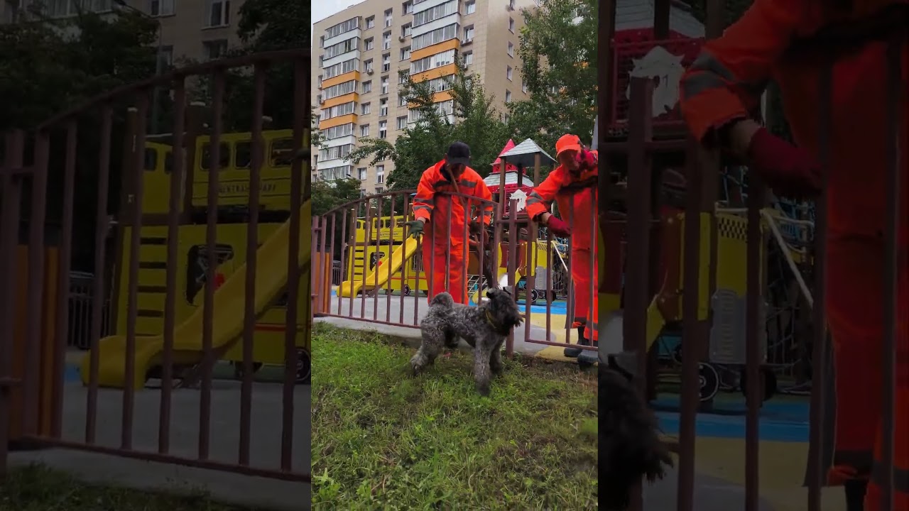 Наши любимые дворники