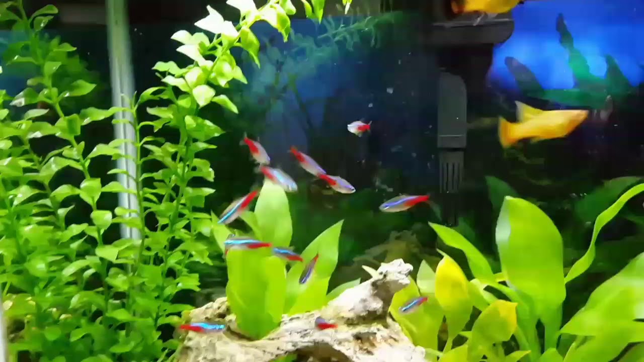 Neon Tetra, Guppies And Long Fin Platy Tank YouTube