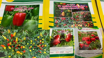 Hạt Giống Ớt Kiểng Và Ngày Gieo Hạt Tết 2026