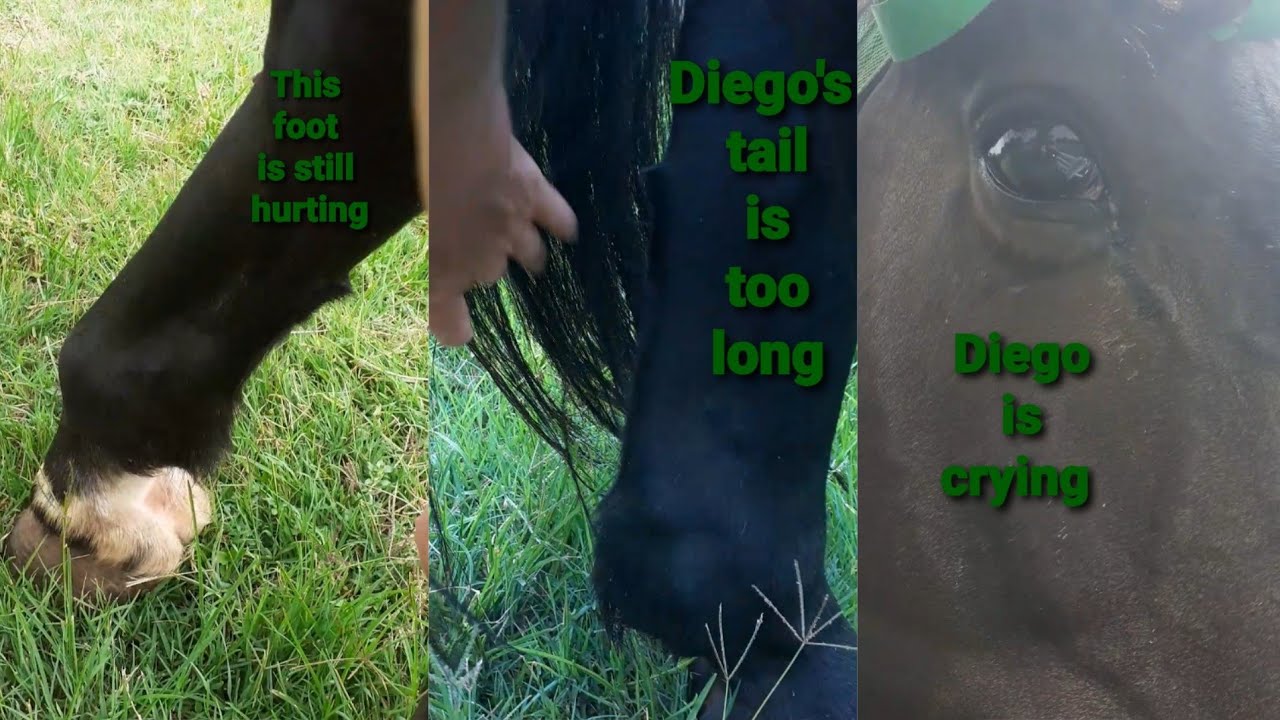 Horses horses Diego sound after Laminitis. Except for the white hind