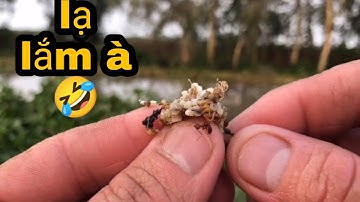 Câu Cá Rô Đồng.Chia Sẽ Cách Móc Mồi Trứng Kiến Vàng/@ninhfishing
