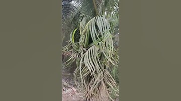 Độc lạ Miền Tây - Cây dừa hóa Rồng - Video gốc | Út Ráng #shorts