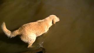 Dog cruzando el río