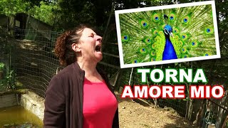 Screaming Like A Crazy To Tell Her Missing Peacock To Turn Back