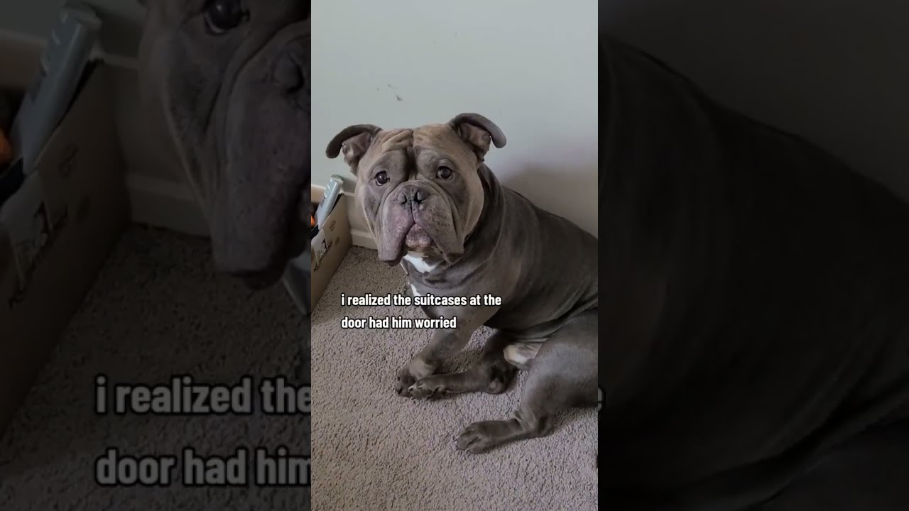 He Thought Was Getting Left Behind Dog Puppy Dogs Shorts