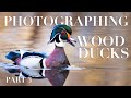 Photographing Wood Ducks Part 3