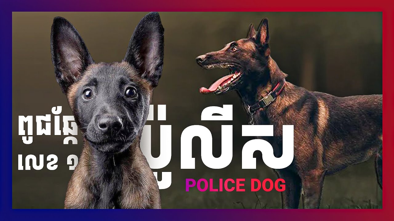ពូជឆ្កែប៉ូលីស ឆ្កែឆ្លាត ឆ្កែកាច ឆ្កែខ្លាំង ពូជឆ្កែ Belgian Malinois