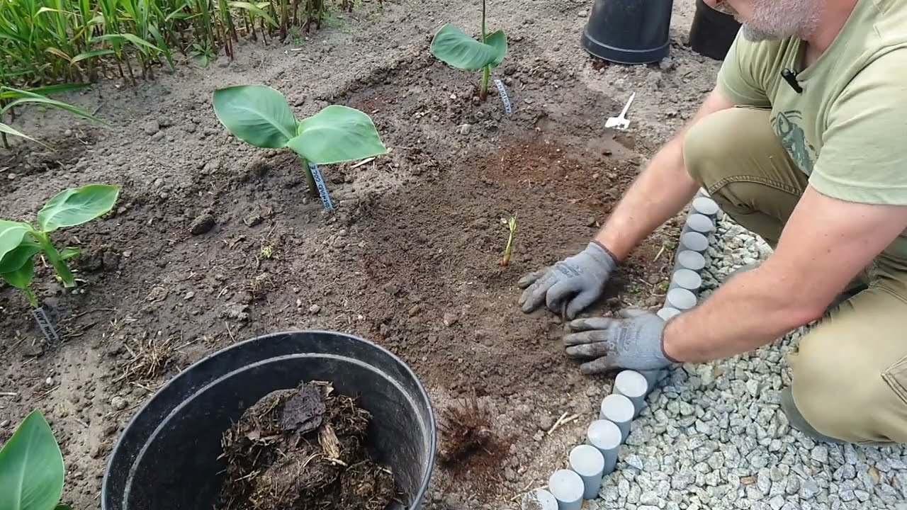 (225) Jak sadzić canny? Do donic czy do gruntu?