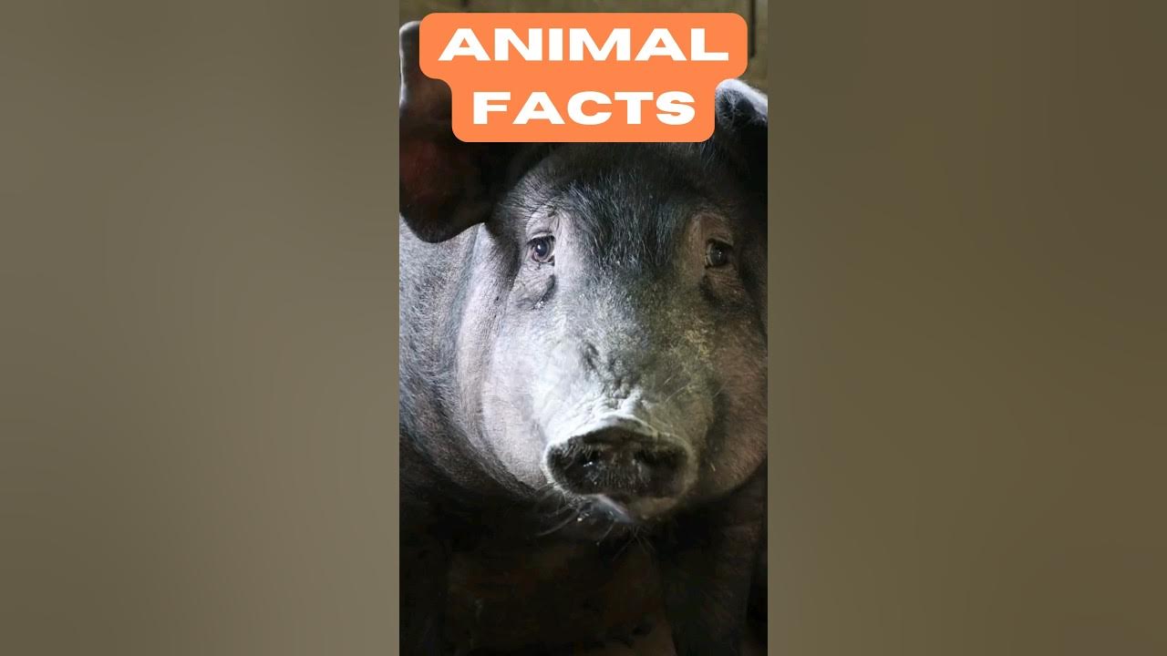 hog-eunuchs-what-to-call-a-castrated-male-pig-pigs-pig-facts-youtube