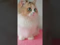 gemes sendiri kalo udah mainan bulu😍😍😁 #cat #kucingbelangtiga #cute #imut