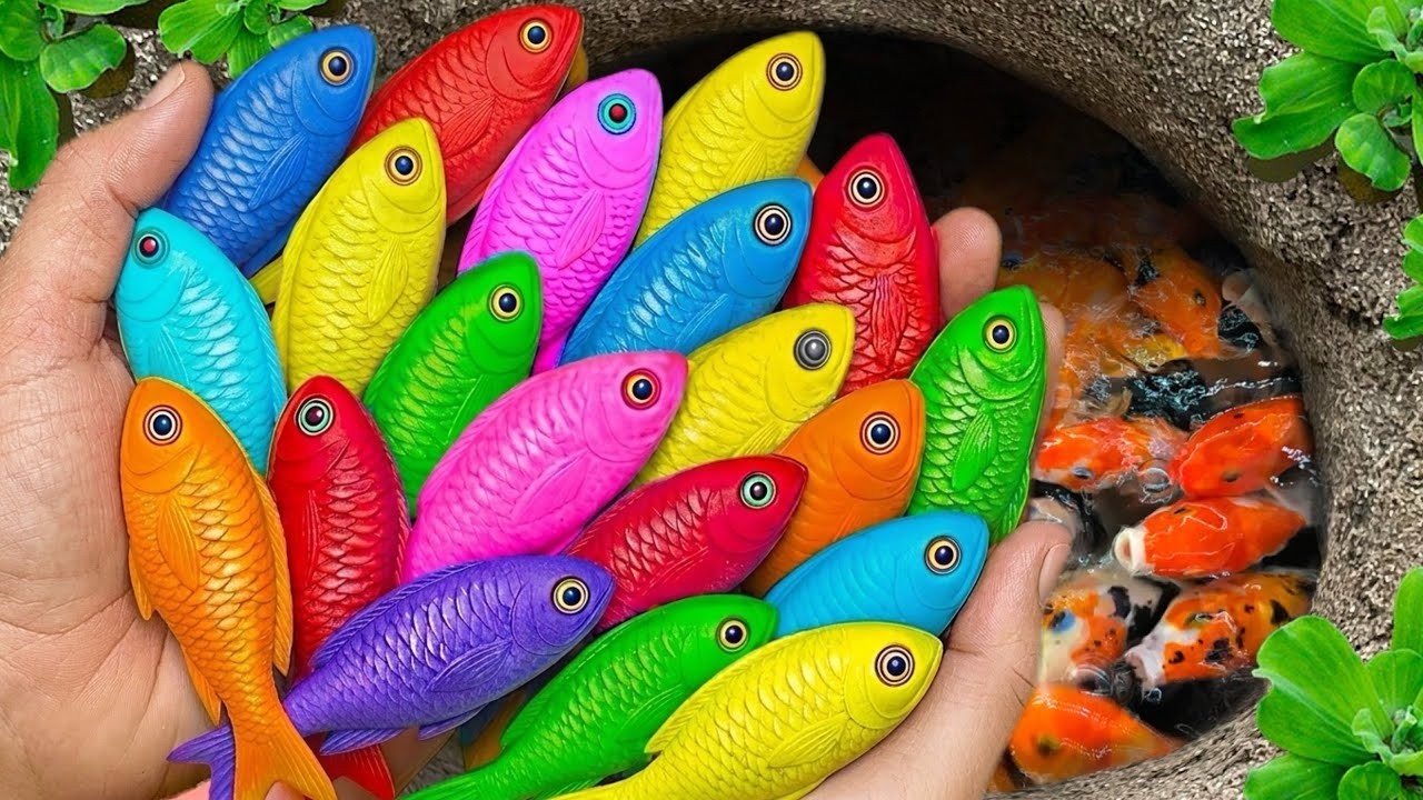 Catch Catfish Nest in Giant Colorful Eggs After Storm, Turtle, Aquarium Fish, Ping Pong Pearl Fish 🐬