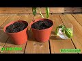 Growing Basil Plants From Basil Trimmings July 4th