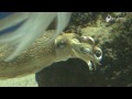 イカだらけの水槽で - A lot of cuttlefishs