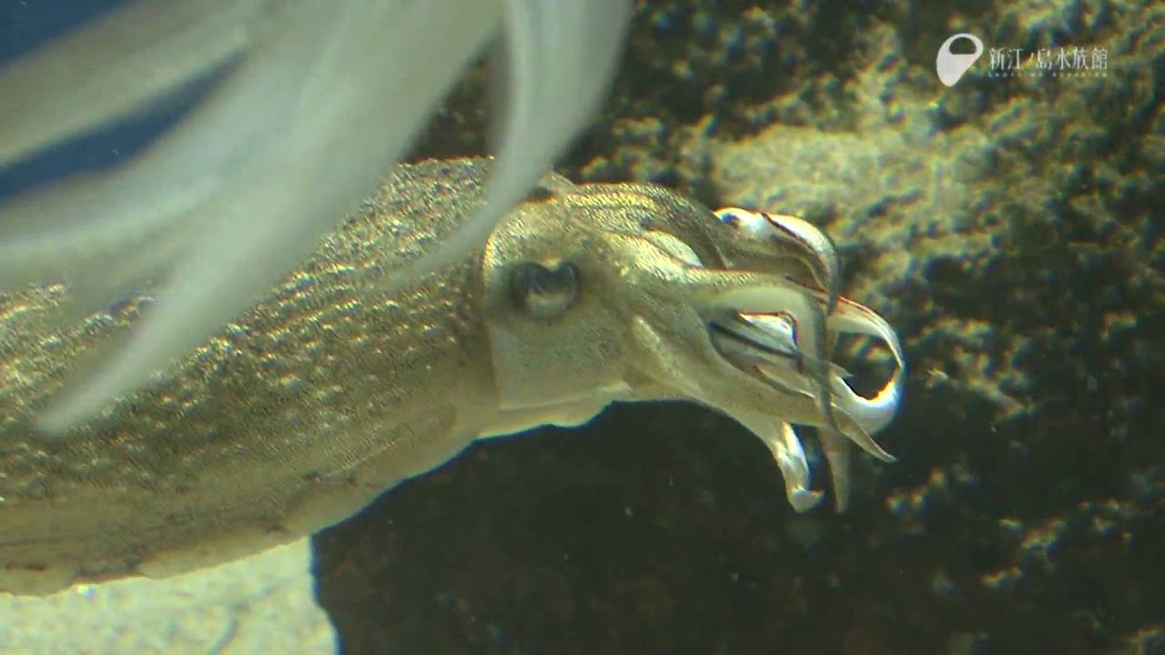 イカだらけの水槽で A Lot Of Cuttlefishs Youtube