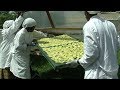 Solar drying of pineapples (Summary)