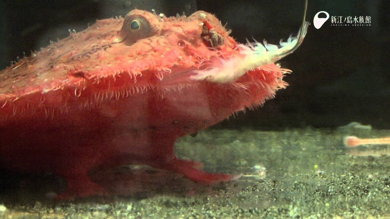 深海魚アカグツの給餌 Deep Sea Fish Eats Bait Youtube