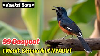 Audio Lengkap yang Dibutuhkan Murai Batu | masteran murai batu komplit