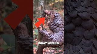 Celebrity What would happen if pangolins disappeared forever? #shorts Profile
