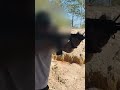 AR with FRT😮#youtubeshorts #random #firearmseducation