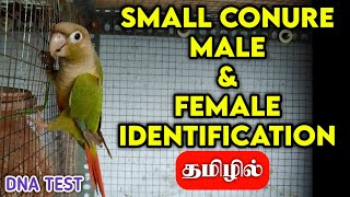 My Cinnamon Conure Male & Female Gender Identification | தமிழில் | Fancy Birds Chennnai