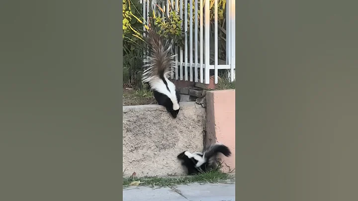 Why so smell 🤢 #shorts #viralfacts #animalfacts #didyouknow