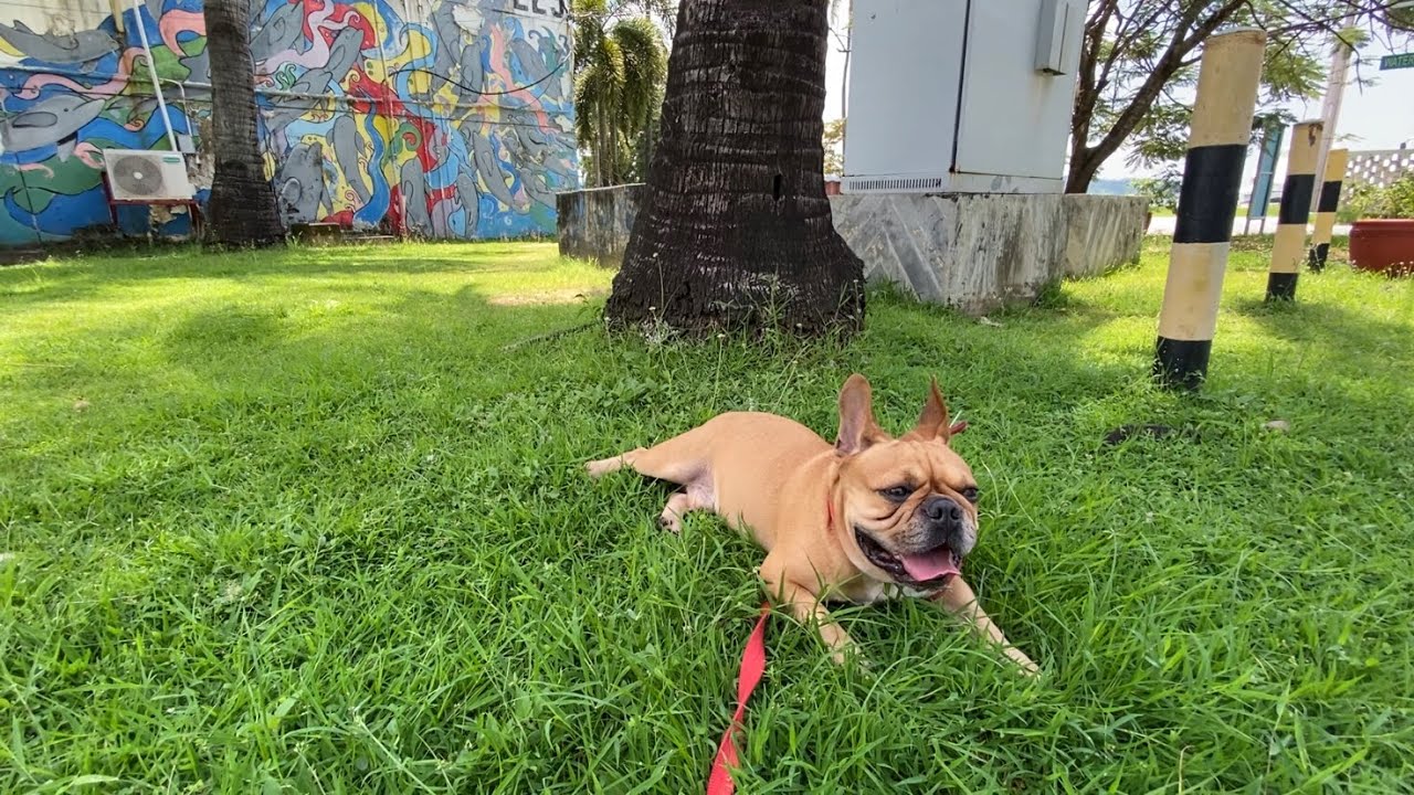 Subic Bay Boardwalk (Walking Video)