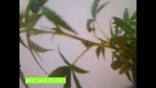 Blue Dream  week 2 veg