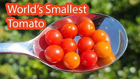 Jak velká bývají lžičková rajčata?