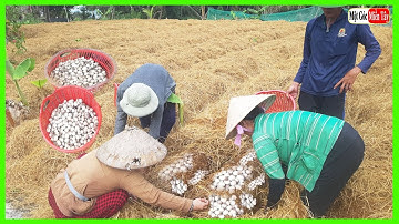 Cách Biến Rơm Rạ Bỏ Đi Thành Thứ Kiếm Tiền Triệu Của Người Dân Quê - Một Góc Miền Tây