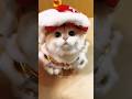 Adorable Cato Cat Kitten Shorts Adorable Cato Cat Kitten Shorts