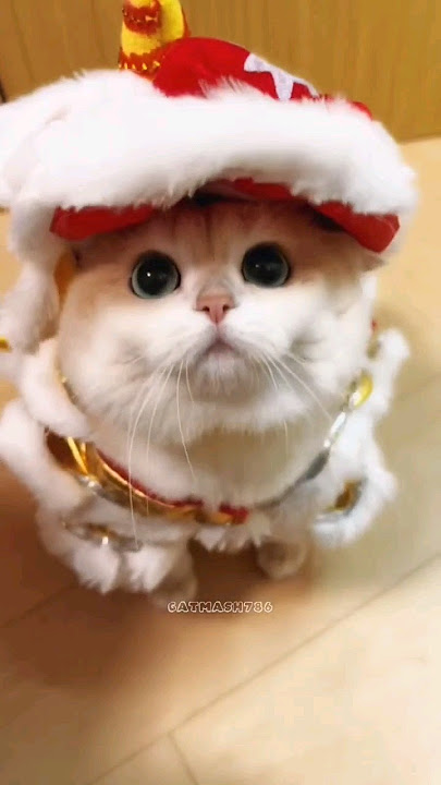 adorable Cato #cat #kitten #shorts