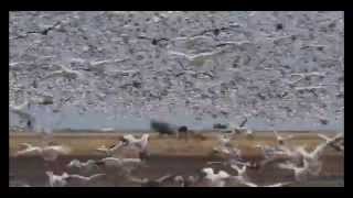 Snow Geese in Anahuac NWR - 4K