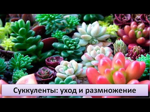 Видео: Суккуленты - уход и размножение. (кактусы, каланхоэ, алоэ, толстянка, крассула, агава, ...)