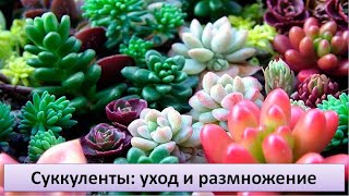 Суккуленты - уход и размножение. (кактусы, каланхоэ, алоэ, толстянка, крассула, агава, ...)