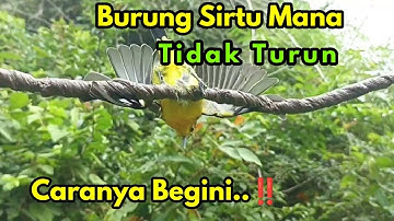 3 Cara Memikat Burung Sirtu/Cipoh susah turun