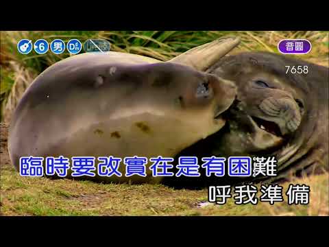 解酒~七郎~男Dm井調~伴奏~導唱甲