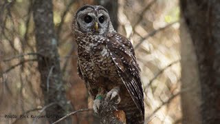 Spotted Owl Conservation | Bird Science & Conservation Webinar
