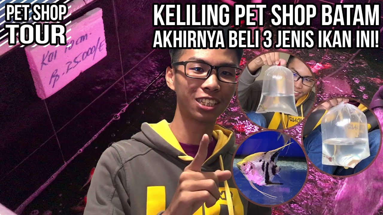 Beli Ikan Baru! Keliling Pet Shop cuma Buat 3 Jenis Ikan ...