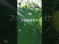 ＃ふき #癒やされる ＃フキの畑