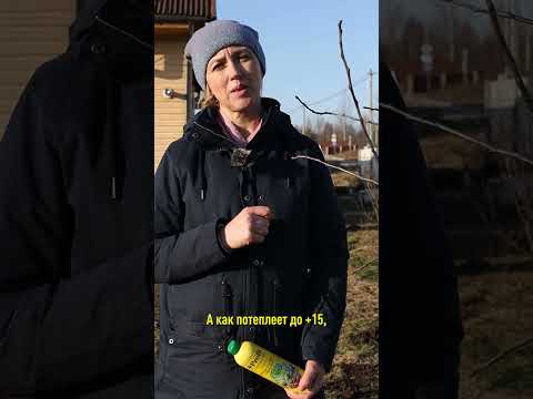 Не пропустите первую и очень важную обработку сада весной, чтобы не остаться без урожая!