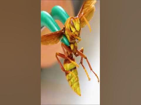 STUNG by the EXECUTIONER WASP! - YouTube