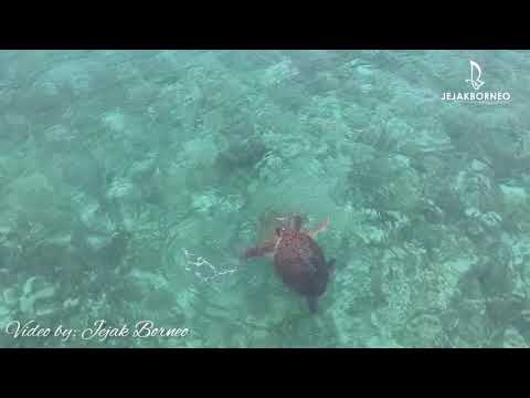 AMAZING SEA TURTLE MATING DANCE FOOTAGE