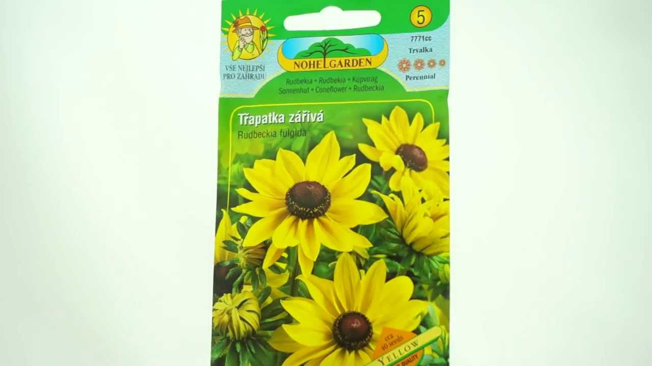Třapatka zářivá Yellow