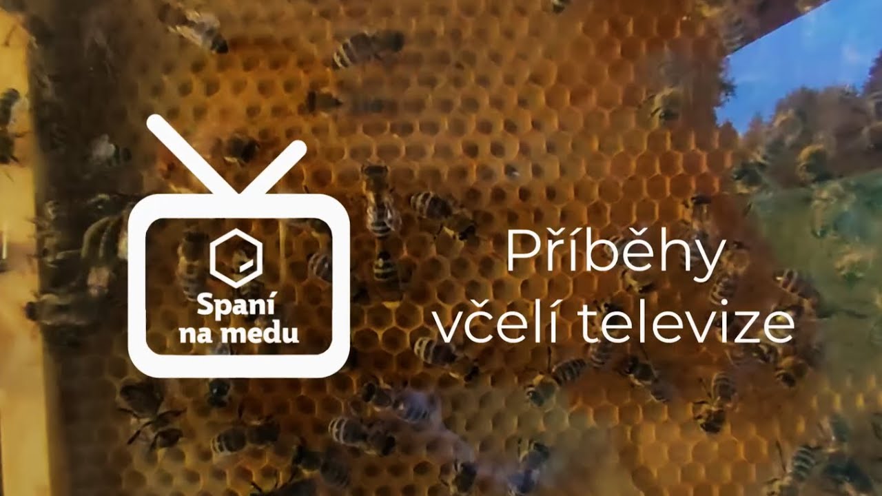 Příběhy včelí televize