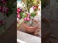 Red flower in big adenium plant |Bonsai adenium #shortfeed #shorts #garden #bonsai #ytviral #plants