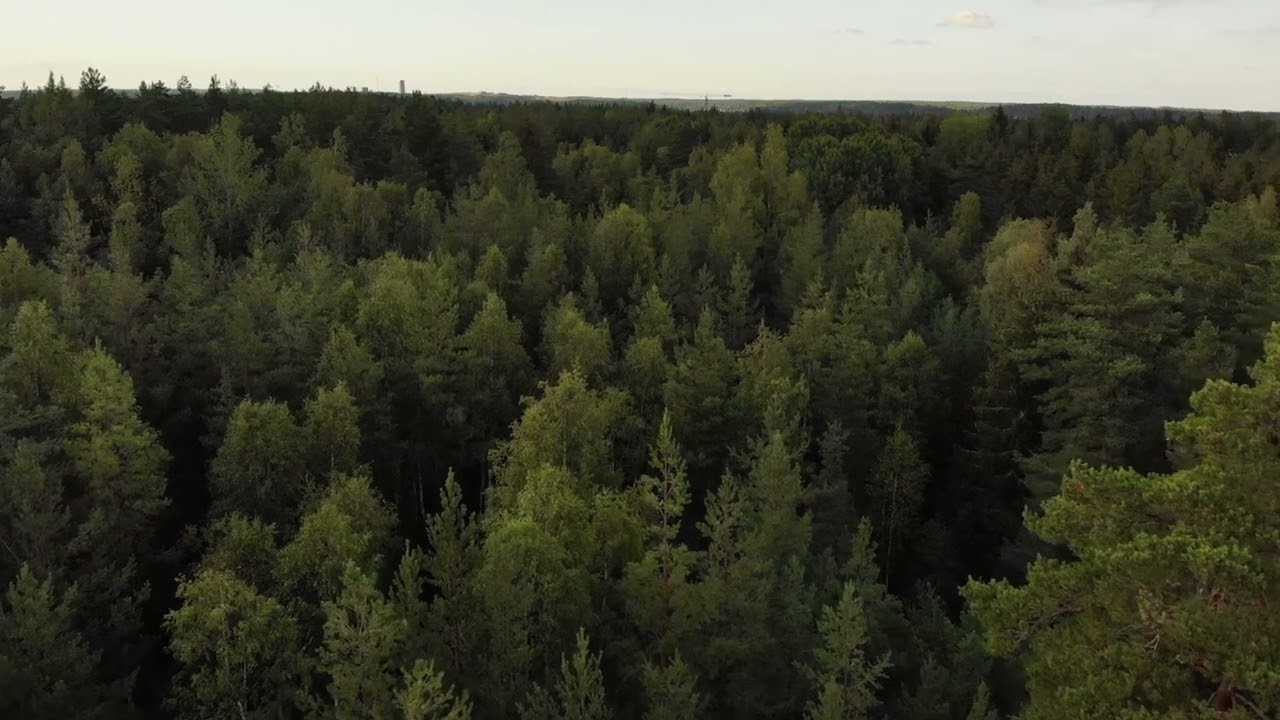 Royalty Free Forest Stock Video Footage  DJI Drone Footage Free Creative Commons